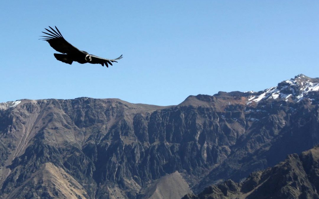 Cañon del Colca – El Reino del Cóndor