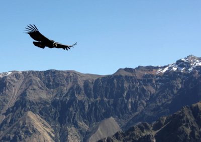 Colca Canyon – The Kingdom of the Condor