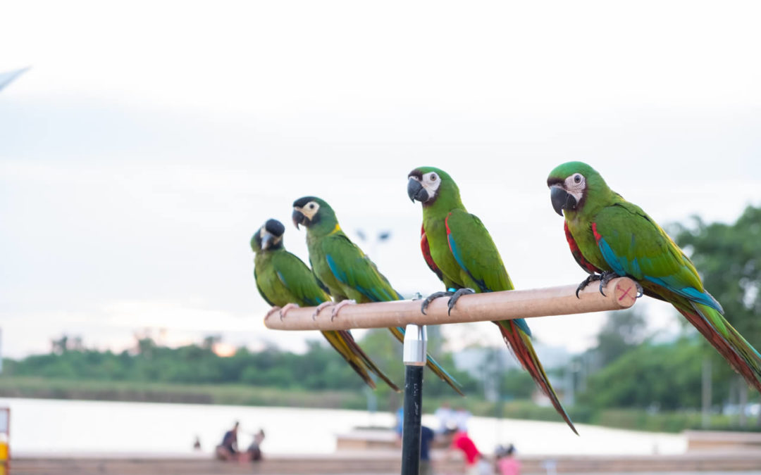 Reserva Amazonica