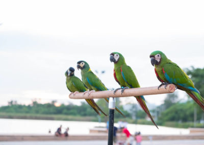 Reserva Amazonica